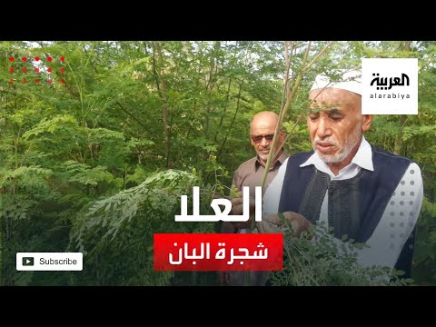 شجرة البان أيقونة الزراعة في محافظة العلا