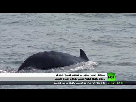 سواحل نيويورك الأميركية تجذب الحيتان الحدباء بأعداد كبيرة