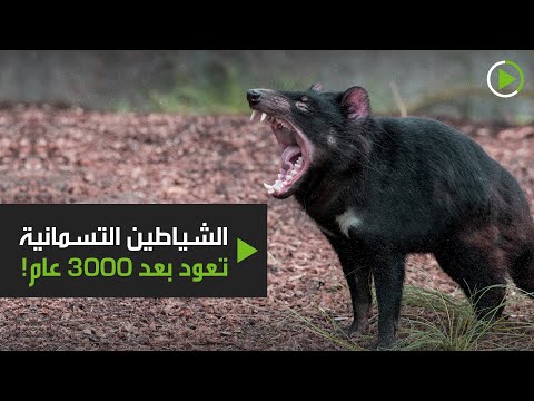 إطلاق حيوانات الشيطان للبر في محمية طبيعية خالية