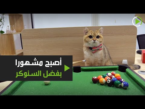 قط يتحول إلى حديث السوشيال ميديا بسبب ولعه بلعب السنوكر