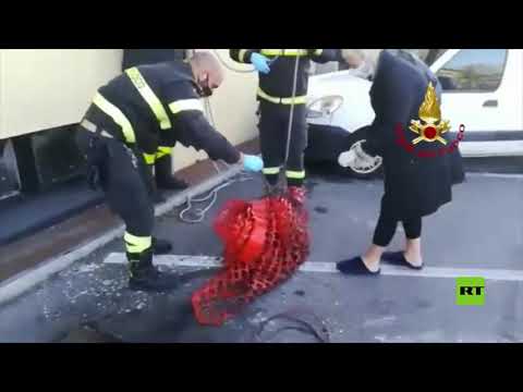 إنقاذ كلب أعمى بعد سقوطه في خزان للصرف الصحي